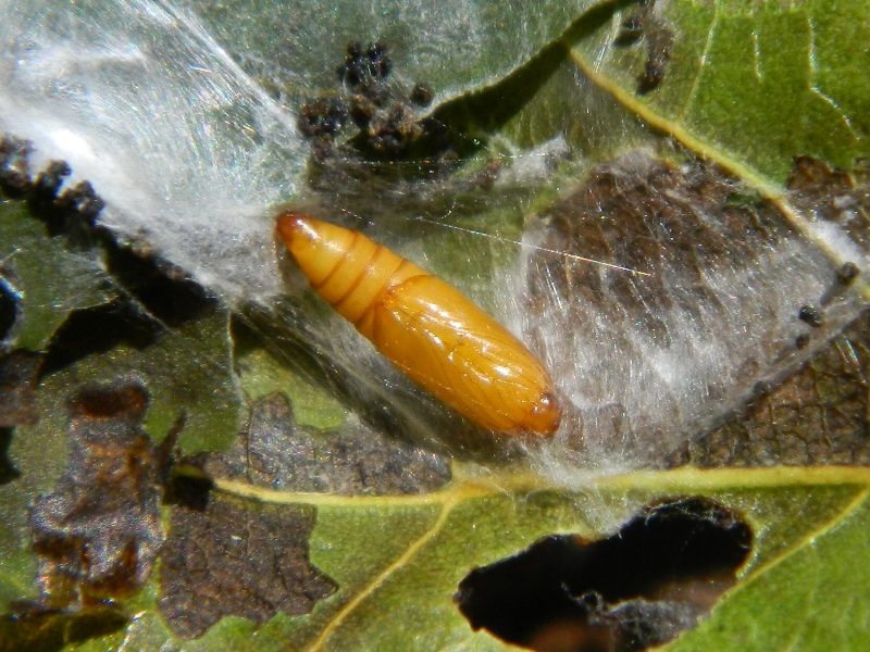 Schifezzuolidae: Gypsonoma minutana, Tortricidae